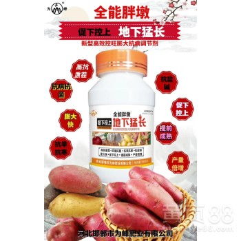 地瓜肥料大揭秘！养出美味佳品！