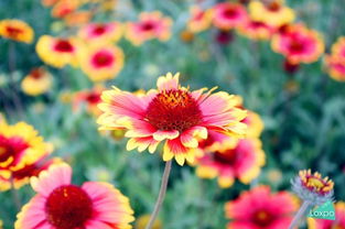 自问自答：为什么这些植物嫩在梅雨季存活？