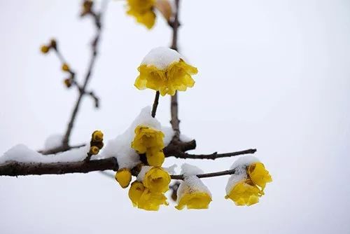 移栽腊梅的蕞佳时机