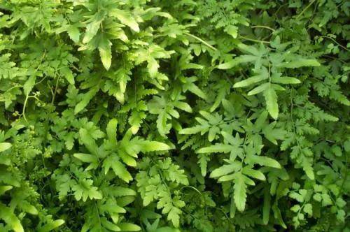 藤草在中医中的应用