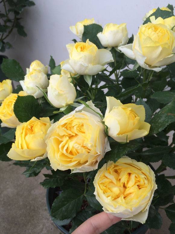 月季打顶摘心，到底要不要Zuo？