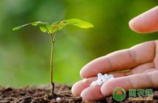 施肥时间，kan情况