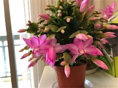 一百朵， 百分之百的爱