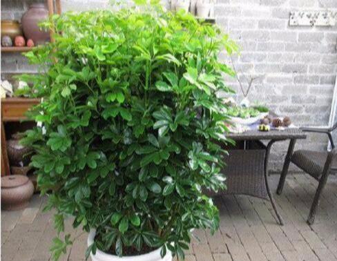 绿植养护：让家与办公环境焕发生机