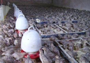 鹌鹑笼舍采用立体结构，便于通风、采光和饲养管理