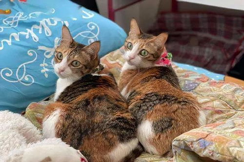 三花猫：聪明与调皮的结合