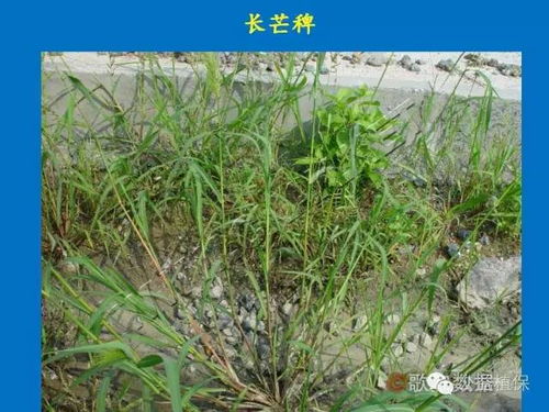 播种后如何除草