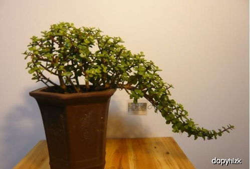 养殖方法和注意事项大揭秘