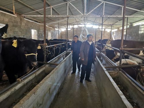 养殖场疫病监测与防控指导