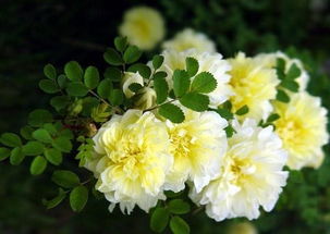 春季养植蔷薇花攻略，春季蔷薇种植技巧大揭秘！