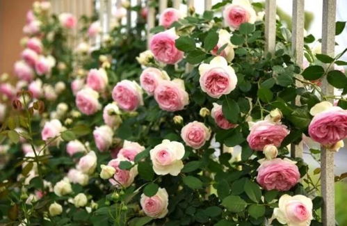 种植时机巧选择