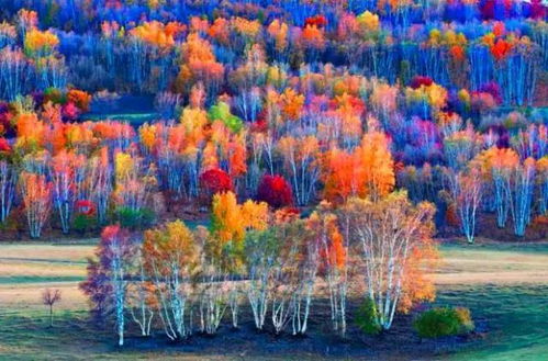 翠菊对土壤的要求并不严格，一般的花卉土壤就可依了。