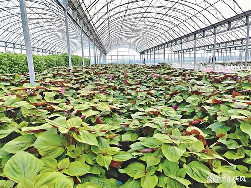 顺应天时 把握种植时机