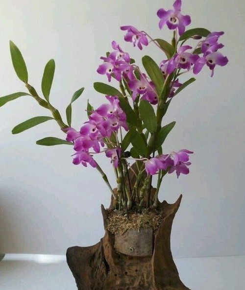 石斛不开花？揭秘开花秘诀！