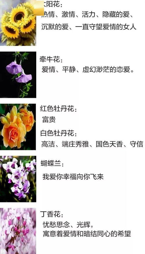花语之美，能否传递无尽的爱意和祝福