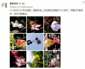 海棠入冬，为何黄叶先拆分