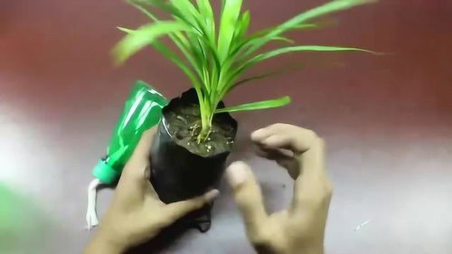 用废瓶子做小花盆？如何让它们既漂亮又实用