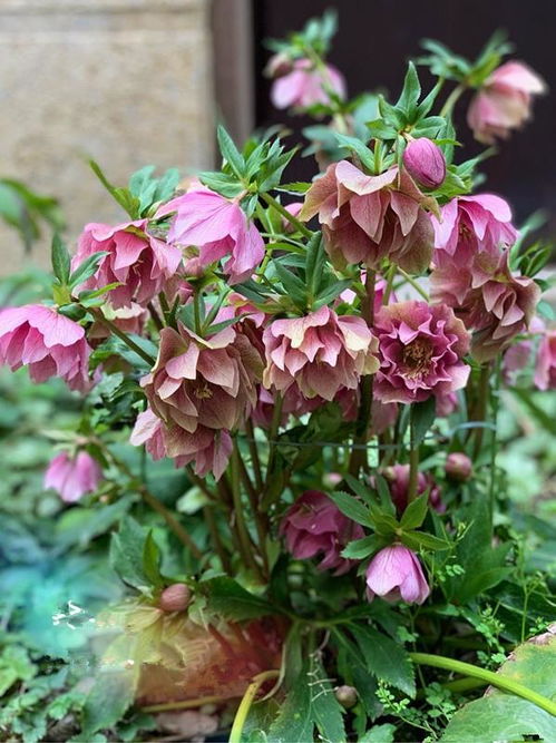 耐寒又开花的草本植物品种