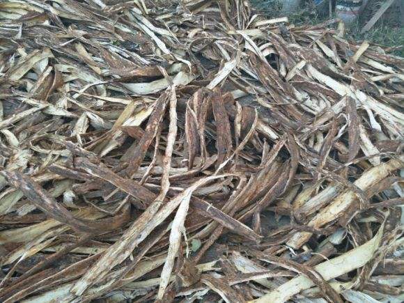 叶子，辨识的关键