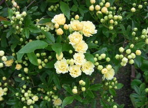 心形叶子，好可爱哦！