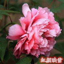 牡丹苗移栽，快速成活爆款花卉！