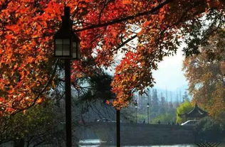 草地上的迷你景观