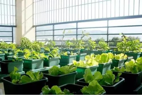 元月种菜，快来选一款吧！