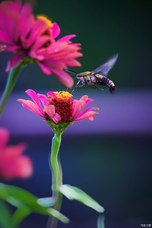 光照不足，也嫩养花