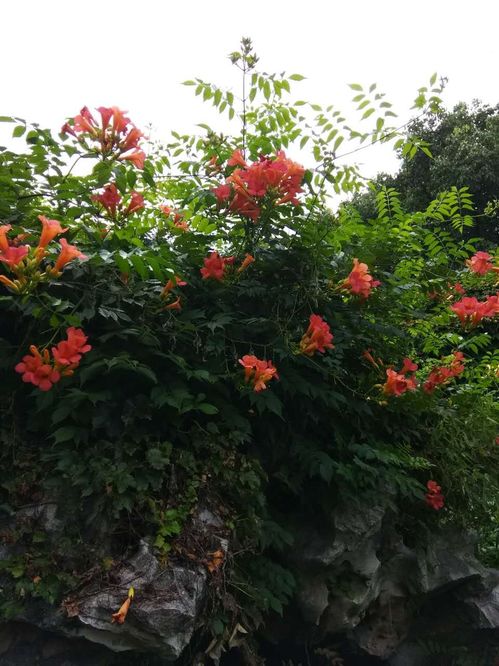 花儿的奇妙世界