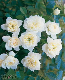 新娘捧花之选：梅兰迪娜月季与阳光灿烂月季的较量