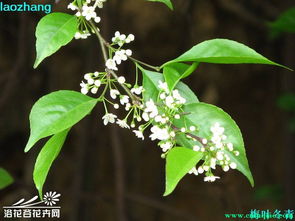 梅叶冬青的神秘面纱：它究竟长什么样？