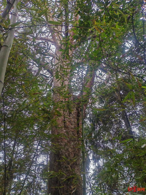 松树枯黄死亡之谜， 揭秘严重生态问题