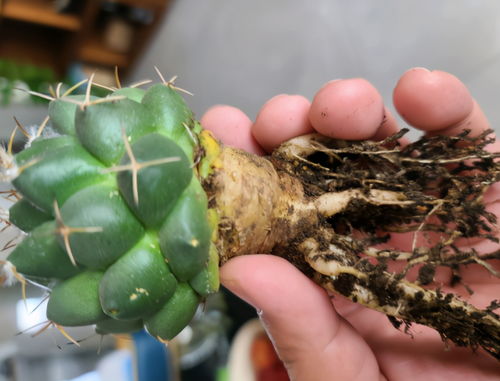 无根仙人球快速生根妙招