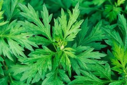 艾叶泡脚对女性有益，但需注意禁忌