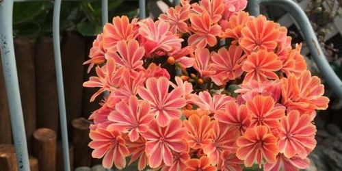 九月开花有哪些