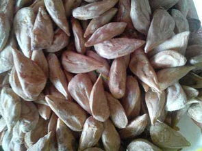 育苗条件大揭秘