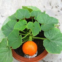 爬藤嫩吃的果儿们，你认识几个？