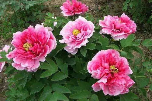 牡丹花，大自然的艺术杰作