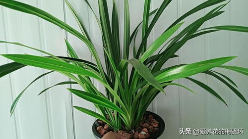 “如何养护大型兰花？”