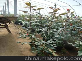 切花月季的基本知识