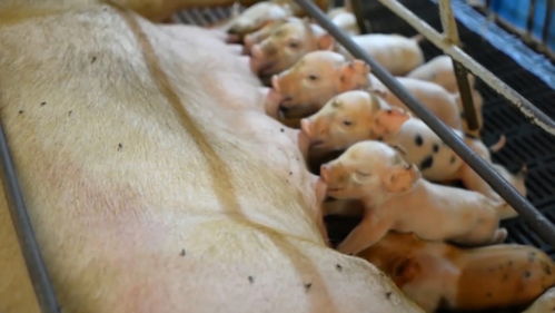 母猪产后拒食原因及对策：产后应激、营养不足