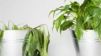 植物缺水了怎么判断是否需要浇水呢