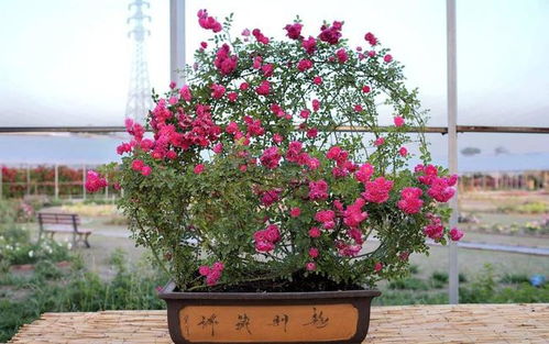 种植月季花需要什么土壤和肥料？
