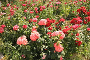 2. 大棚建设费用