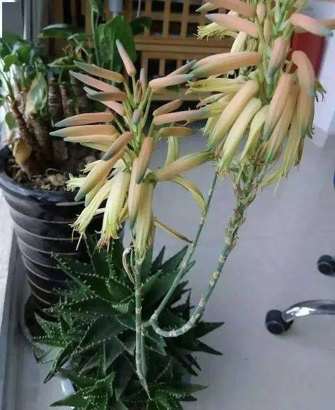 不夜城芦荟会开花吗？它那独特美丽与寓意有何特殊之处
