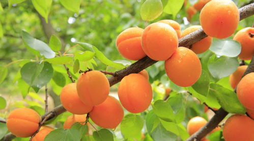 修剪要得当：保持通风促开花