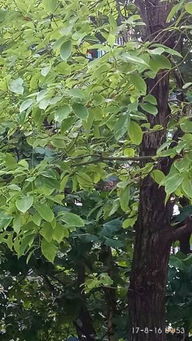 遇见那棵奇特的树