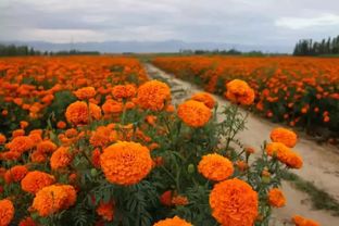 四季花香的秘密