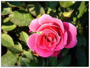 南阳石桥月季园的美丽邂逅