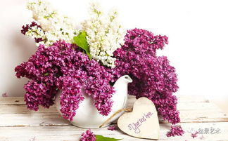 丁香花生长环境要求